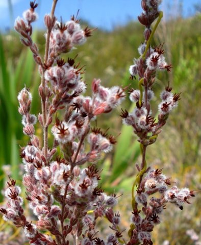 Erica bruniades flower clusters and fingery leaves